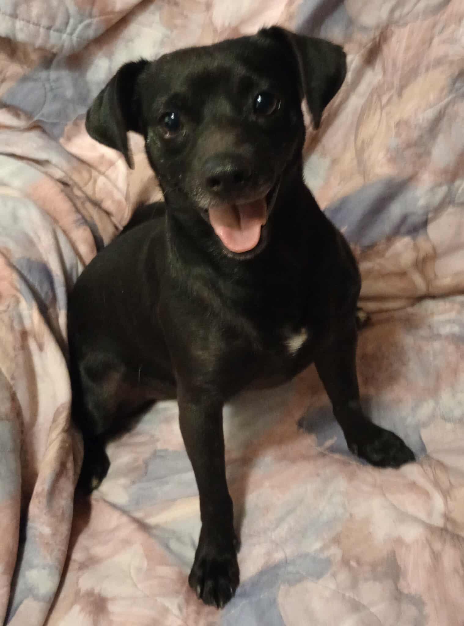 Enlarge Blacky, a Adoptable mixed breed in Visalia, CA image 1/3