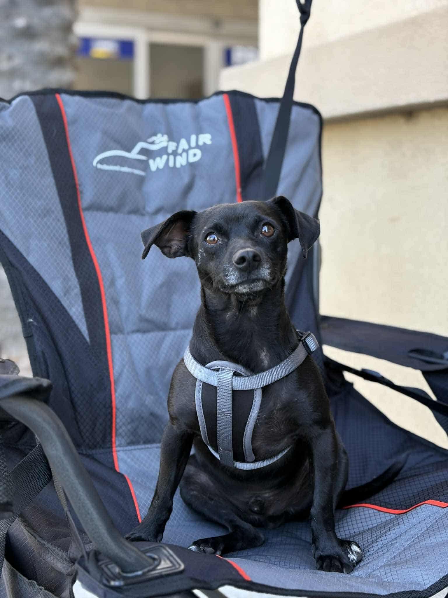 Enlarge Blacky, a Adoptable mixed breed in Visalia, CA image 3/3