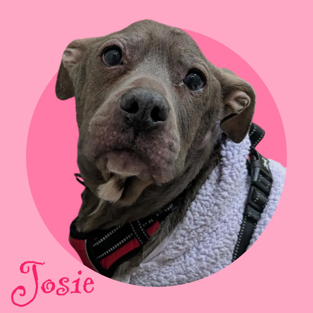 Josie - Seeking Foster, ADOPTABLE, Senior Female Mixed Breed.