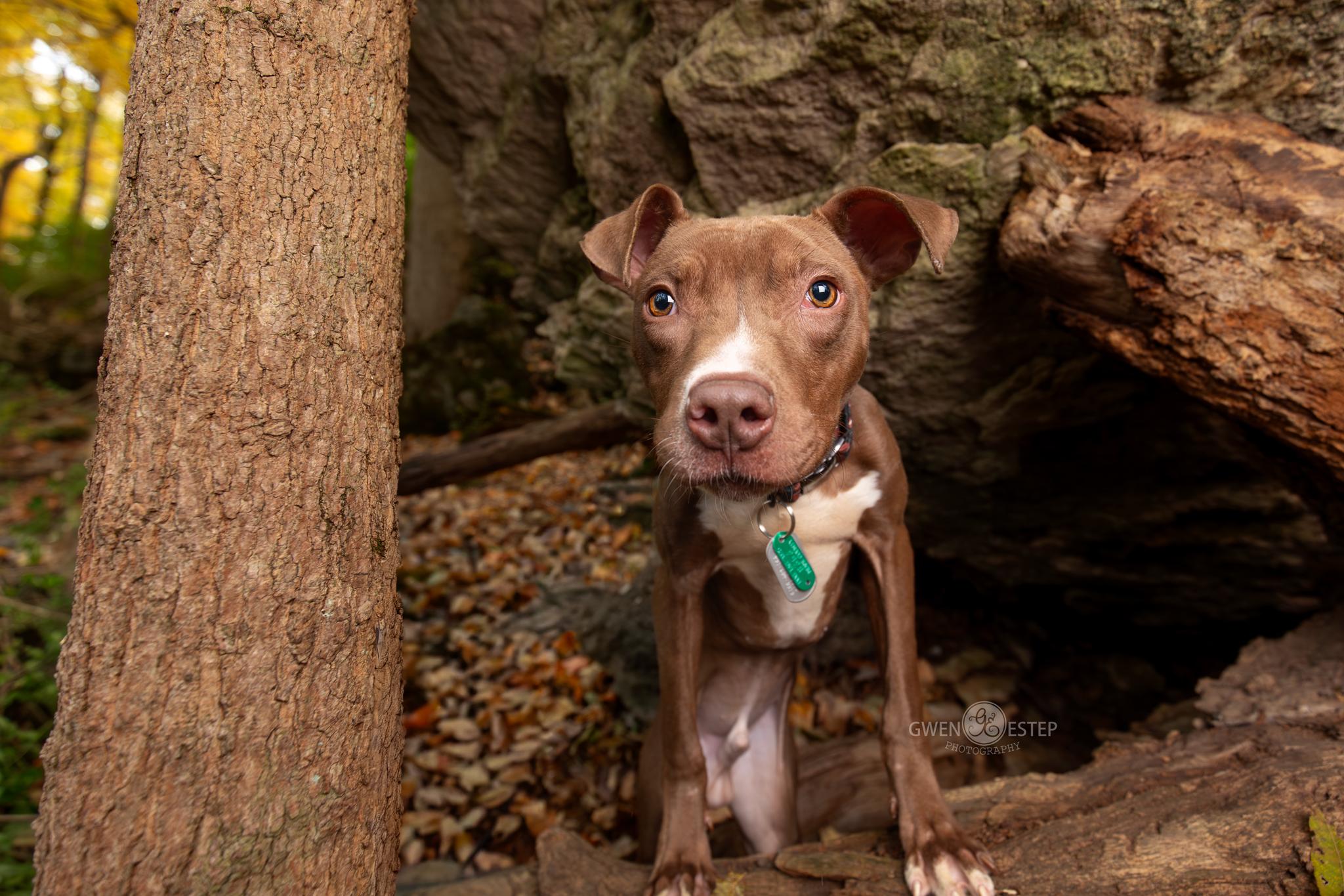 Enlarge Reaper, a Adoptable mixed breed in Dayton, OH image 4/6