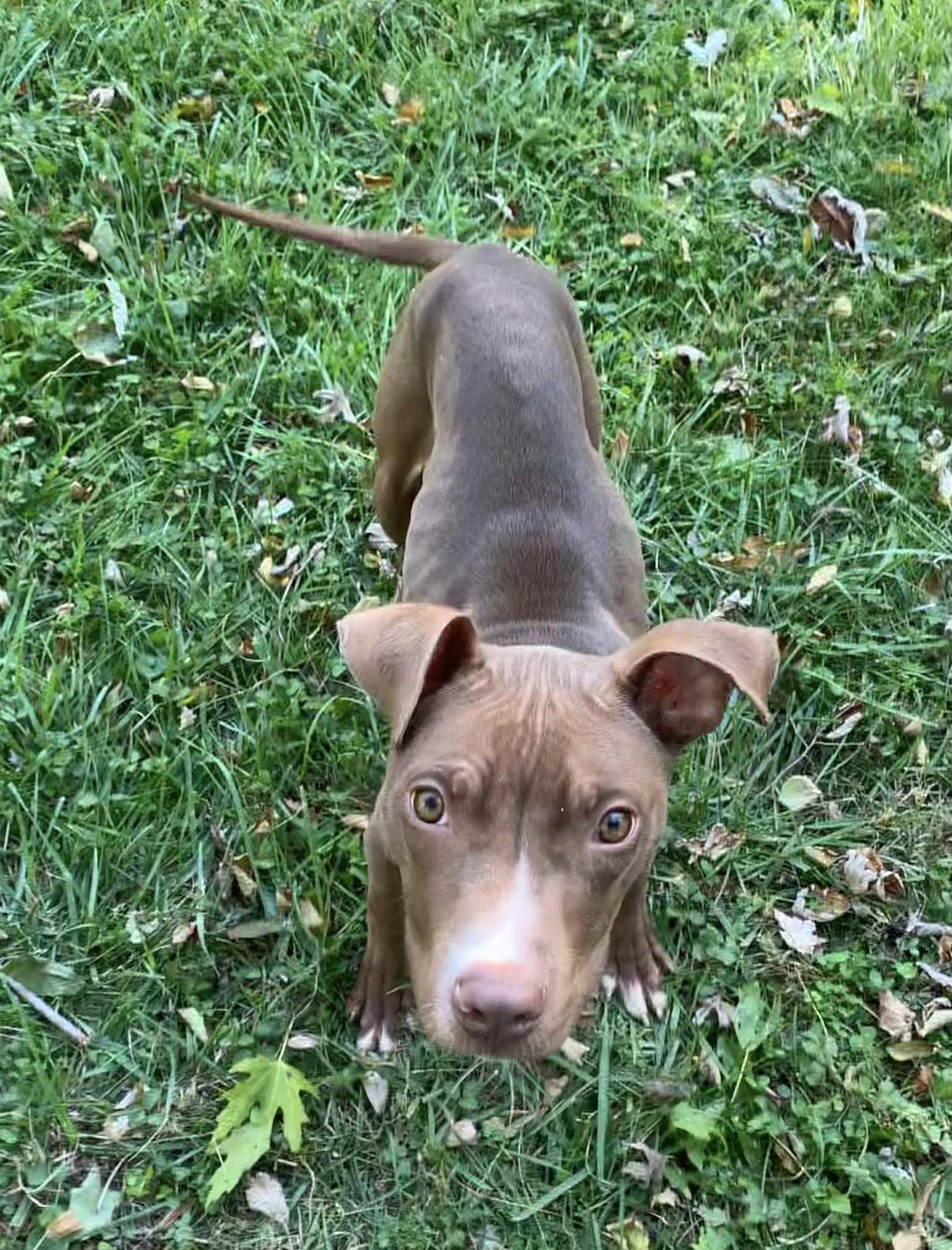 Enlarge Reaper, a Adoptable mixed breed in Dayton, OH image 6/6