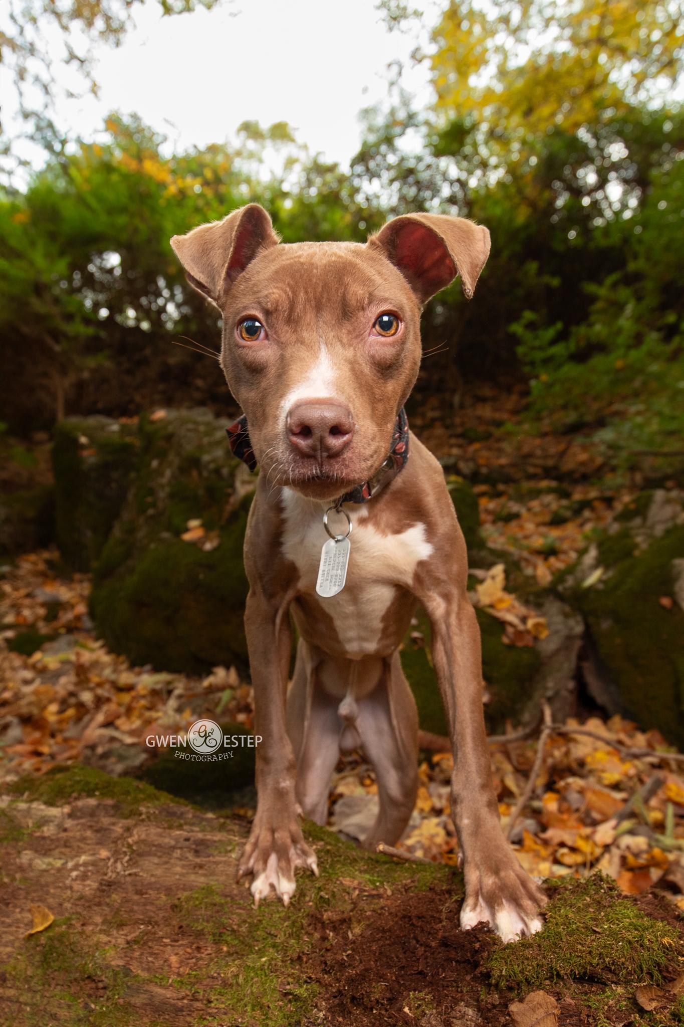 Enlarge Reaper, a Adoptable mixed breed in Dayton, OH image 1/6