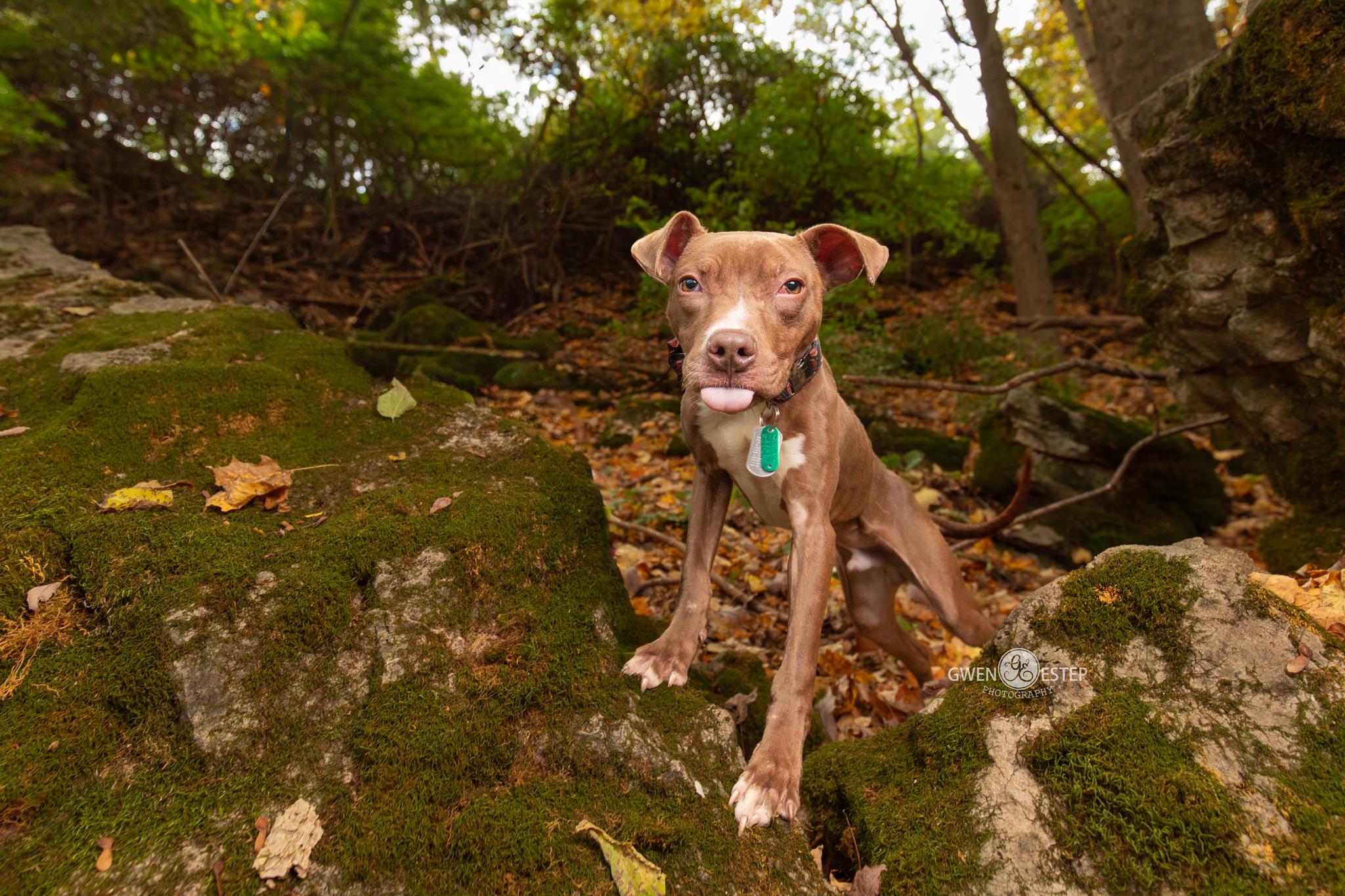 Enlarge Reaper, a Adoptable mixed breed in Dayton, OH image 2/6