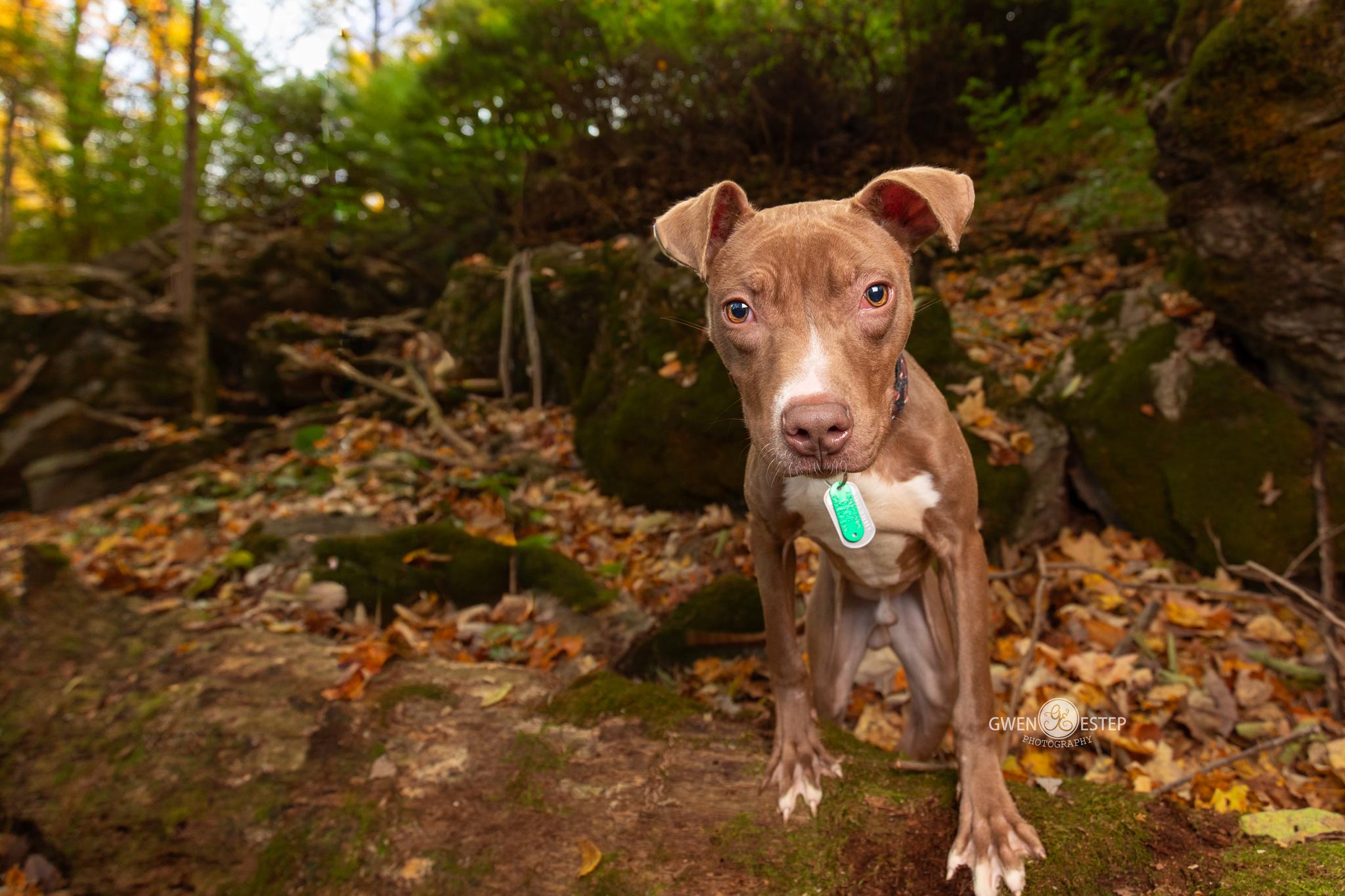 Enlarge Reaper, a Adoptable mixed breed in Dayton, OH image 3/6