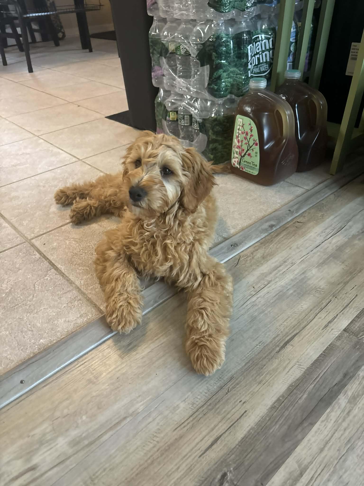 Orville, adopted, Puppy Male Goldendoodle.