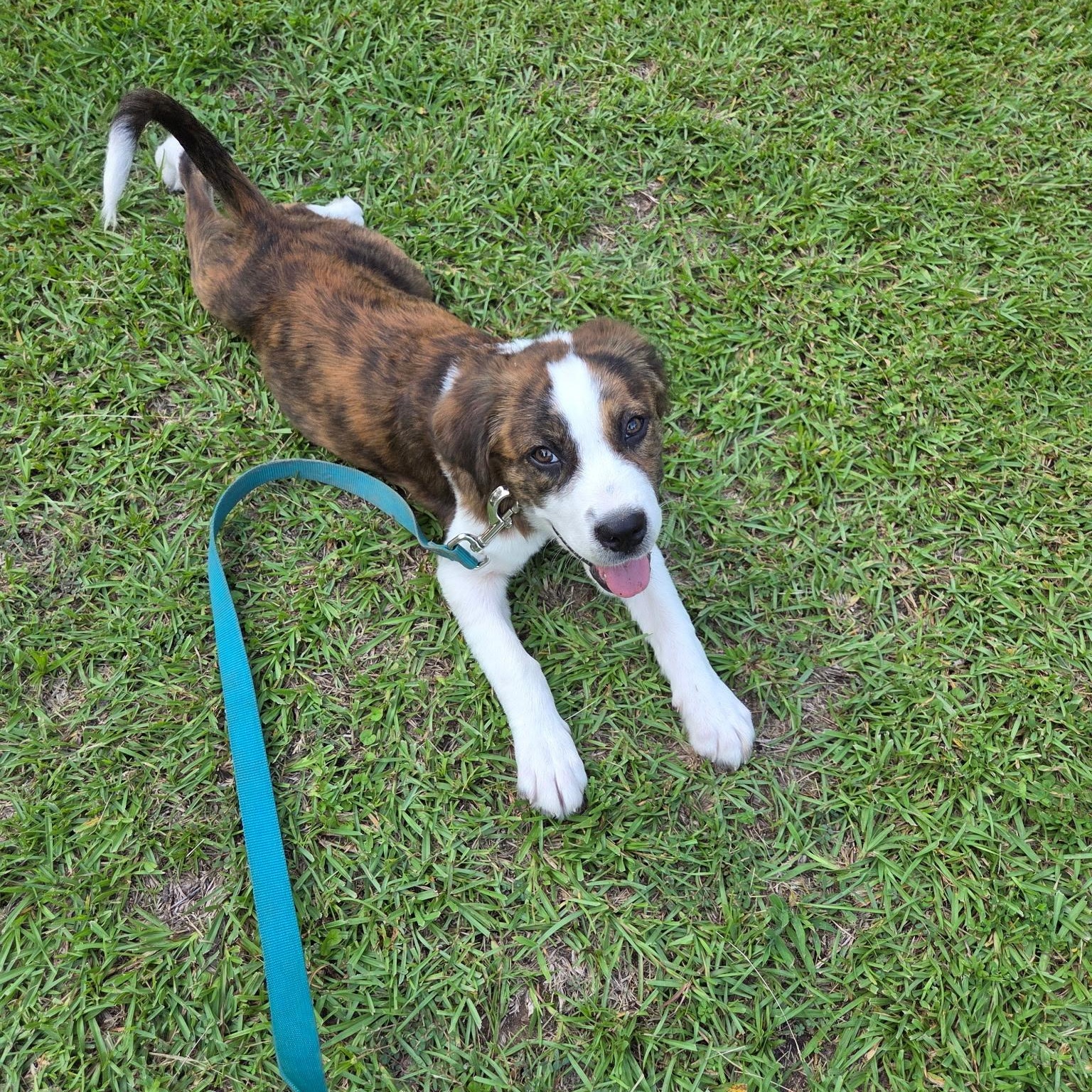 Enlarge Nellie, a Adoptable mixed breed in Davenport, IA image 5/5