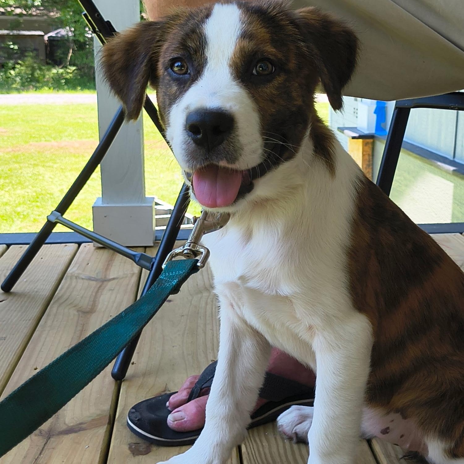 Nellie, Adoptable, Puppy Female Australian Shepherd & Great Pyrenees.