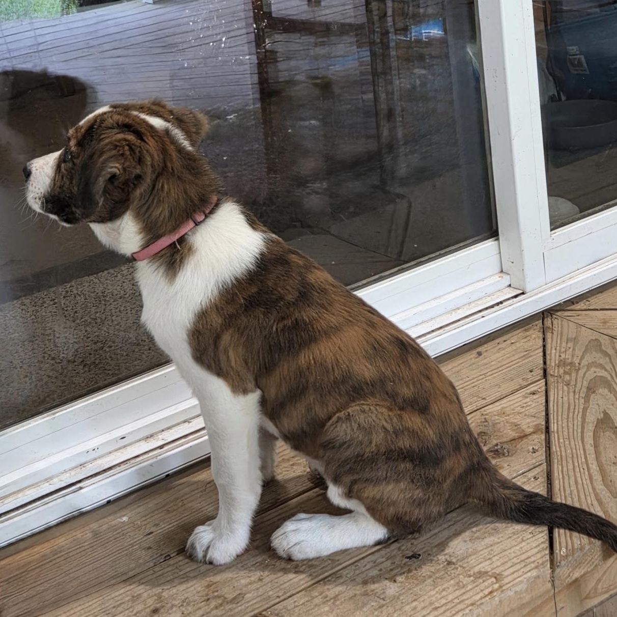 Enlarge Nellie, a Adoptable mixed breed in Davenport, IA image 2/5