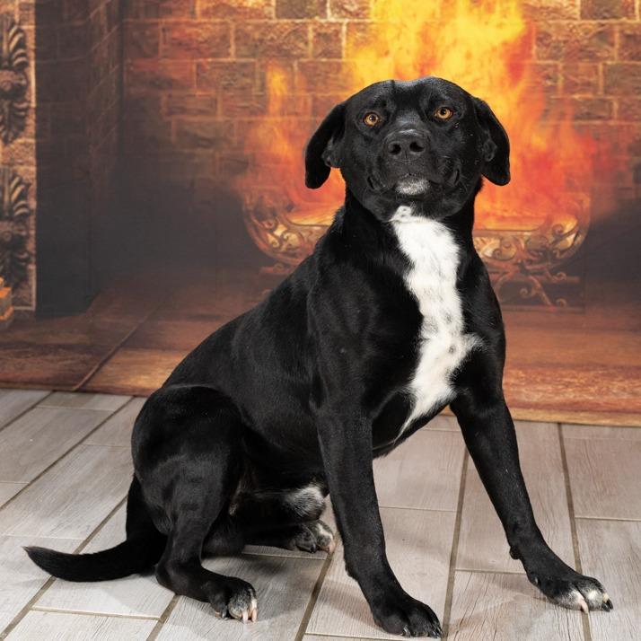 Enlarge Chandler Bing, a Adoptable mixed breed in Newport, TN image 1/4