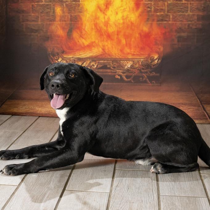 Enlarge Chandler Bing, a Adoptable mixed breed in Newport, TN image 3/4