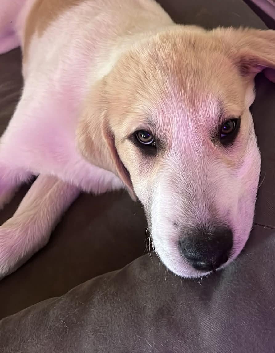 Eddie, ADOPTABLE, Puppy Male Mixed Breed.