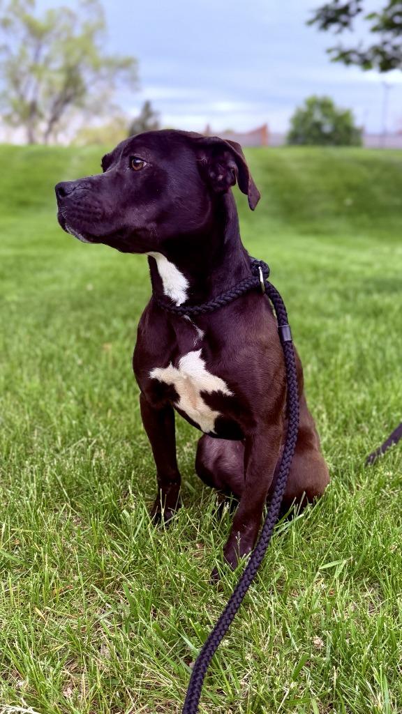 Downy Fluff, Adoptable, Young Female Mixed Breed.