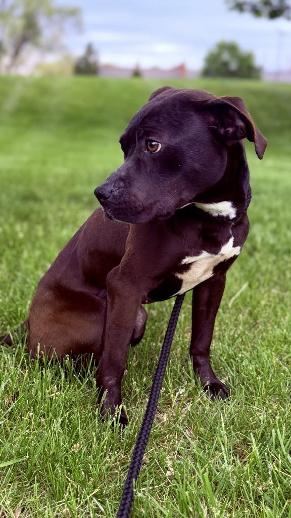 Enlarge Downy Fluff, a Adoptable mixed breed in Detroit, MI image 2/6
