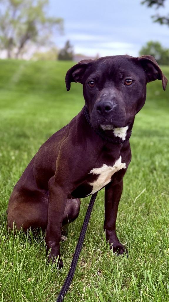 Enlarge Downy Fluff, a Adoptable mixed breed in Detroit, MI image 3/6