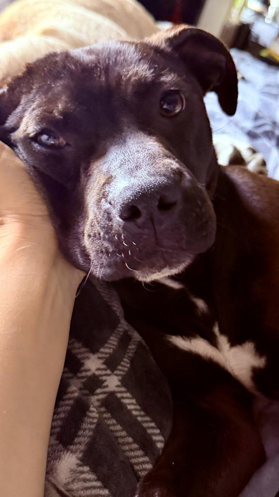 Enlarge Downy Fluff, a Adoptable mixed breed in Detroit, MI image 6/6