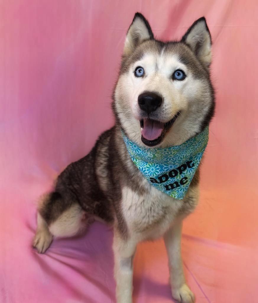 Pawbrina Carpenter, ADOPTABLE, Adult Female Siberian Husky.