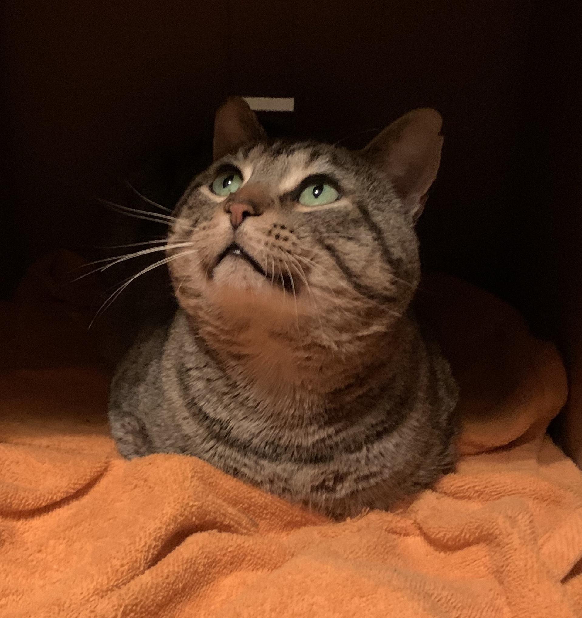 Enlarge Dan, a Adoptable Domestic Short Hair in Sterling Heights, MI image 1/4