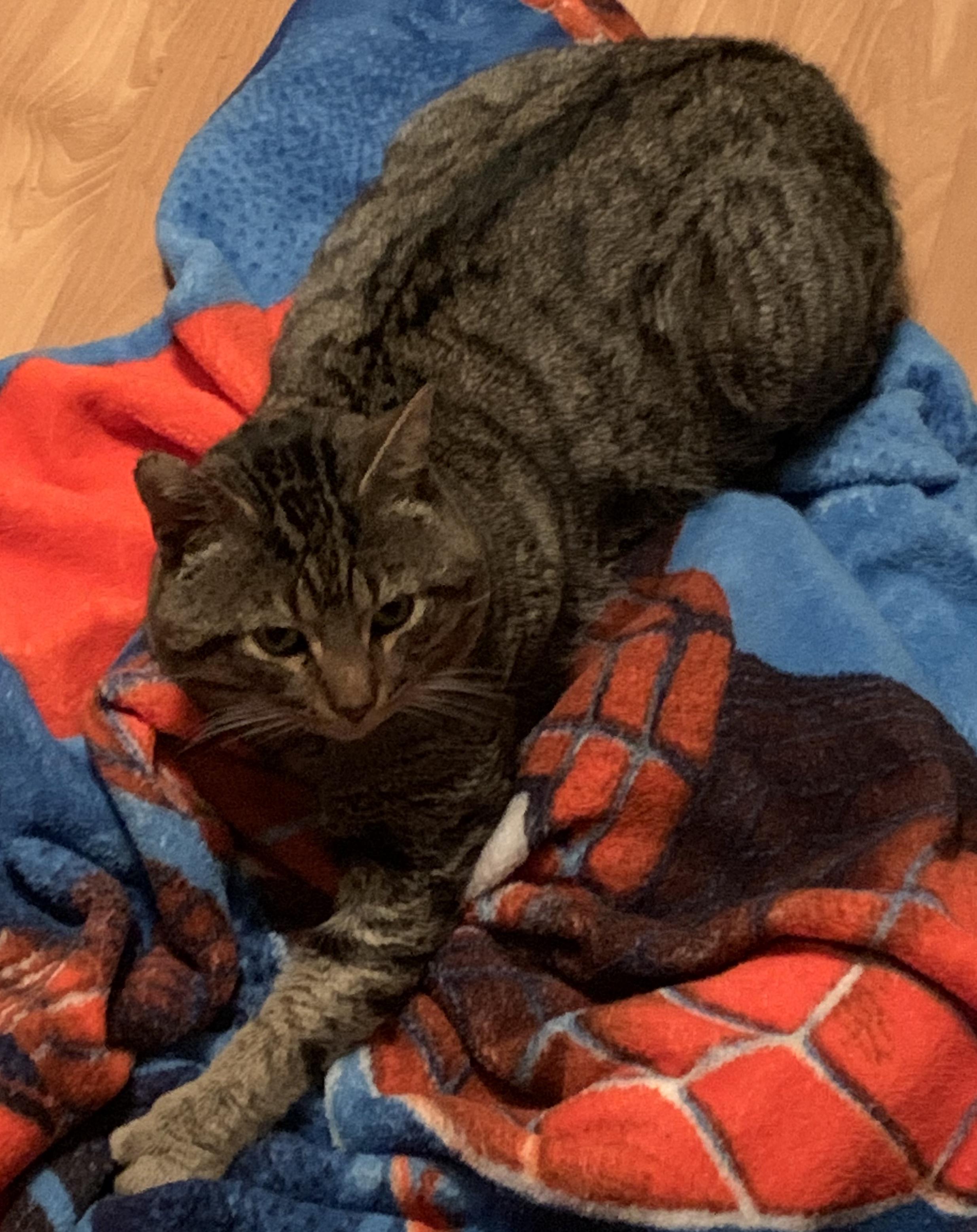 Enlarge Dan, a Adoptable Domestic Short Hair in Sterling Heights, MI image 2/4