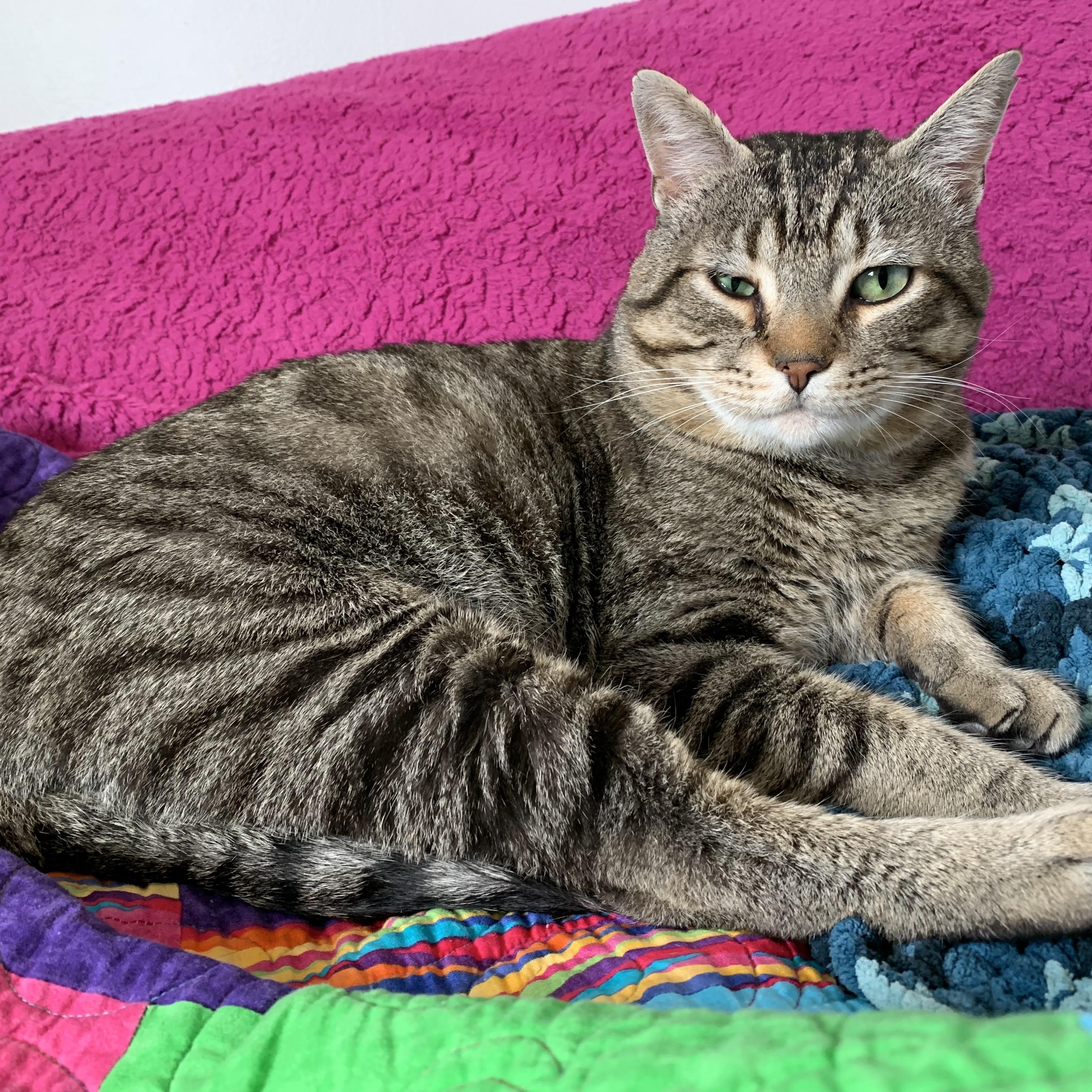 Enlarge Dan, a Adoptable Domestic Short Hair in Sterling Heights, MI image 3/4