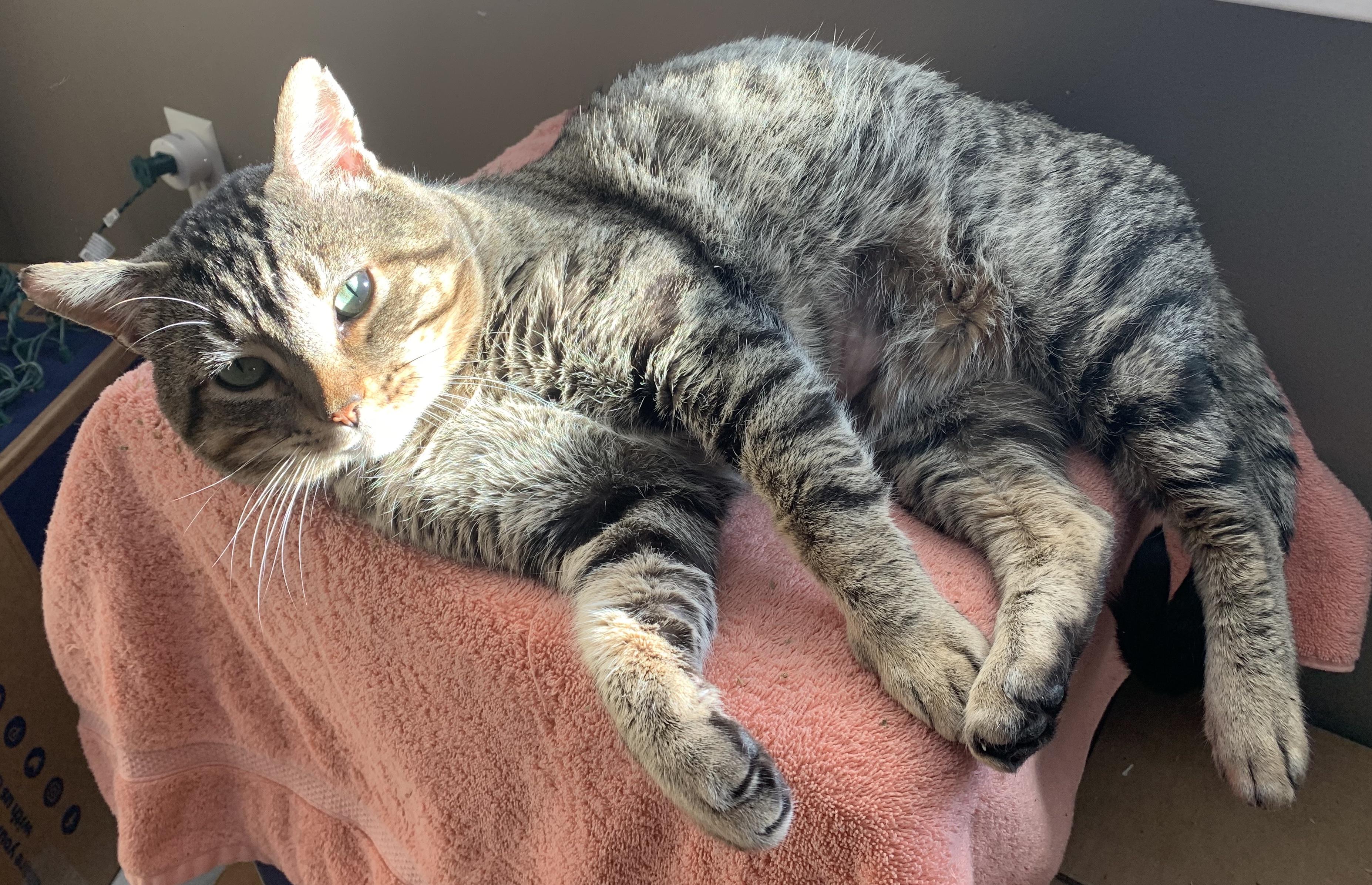 Dan, Adoptable, Adult Male Domestic Short Hair.