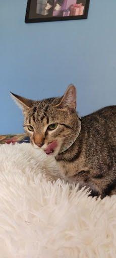 Violet, Adoptable, Adult Female Domestic Short Hair.