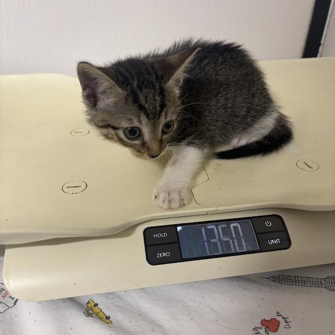 BRAZ-Stray-136752_2_3_4_5_6_7_8