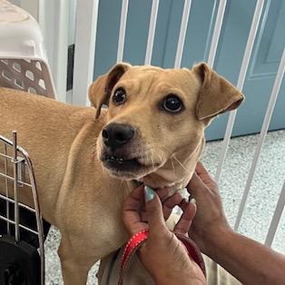 Twix, Adoptable, Adult Female Yellow Labrador Retriever & Mixed Breed.