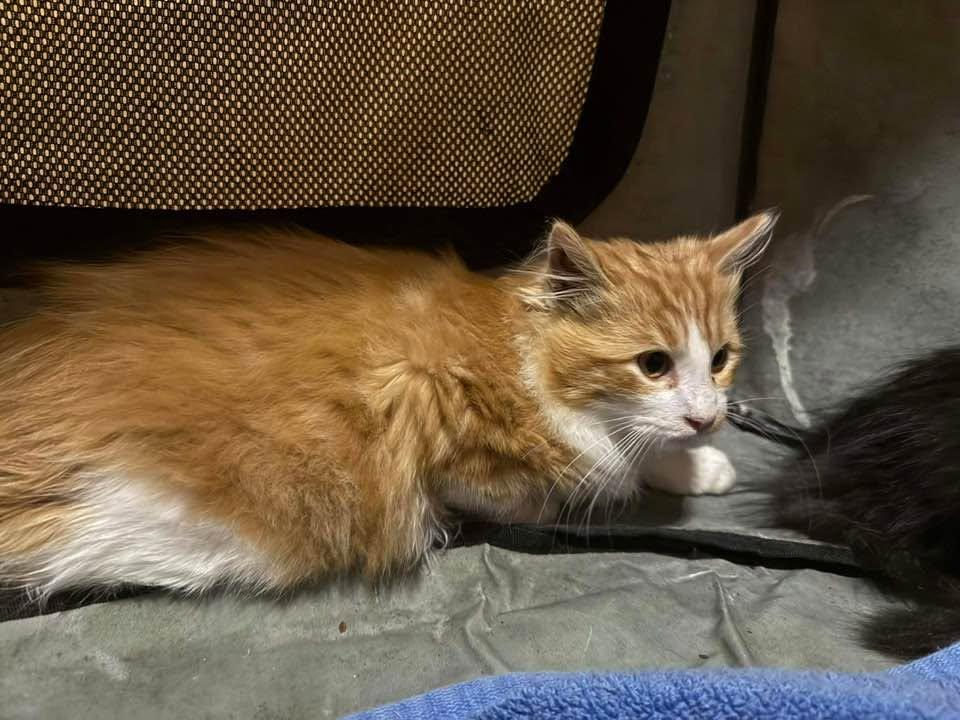Enlarge Standish, a ADOPTABLE Domestic Short Hair in Cleveland, OH image 2/4