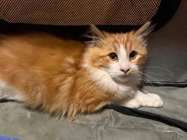 Enlarge Standish, a ADOPTABLE Domestic Short Hair in Cleveland, OH image 1/4
