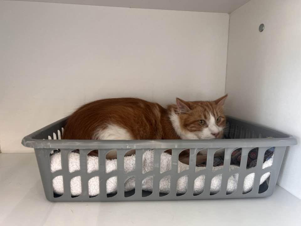 Enlarge Standish, a ADOPTABLE Domestic Short Hair in Cleveland, OH image 4/4
