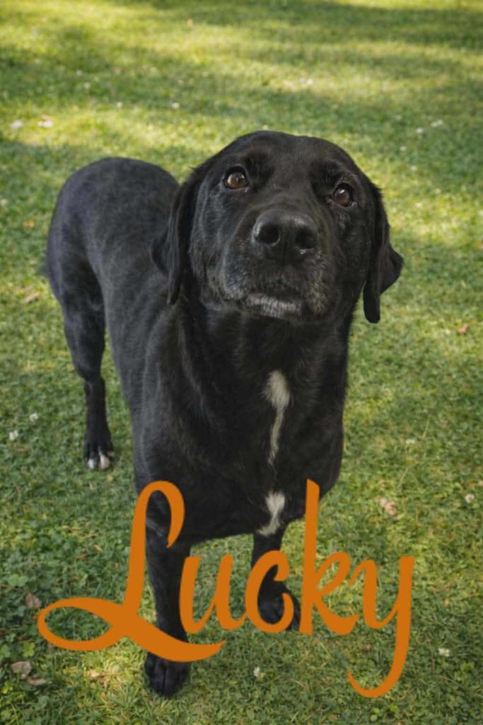 Enlarge Lucky, a Adoptable mixed breed in Livingston, LA image 1/2