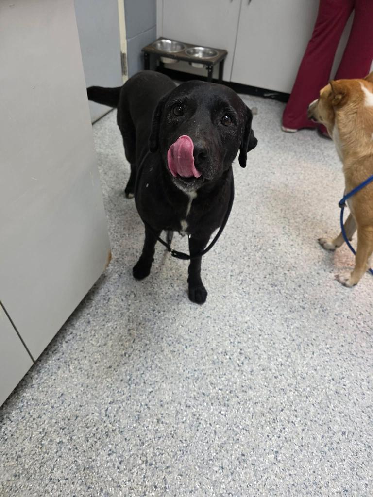 Enlarge Lucky, a Adoptable mixed breed in Livingston, LA image 2/2