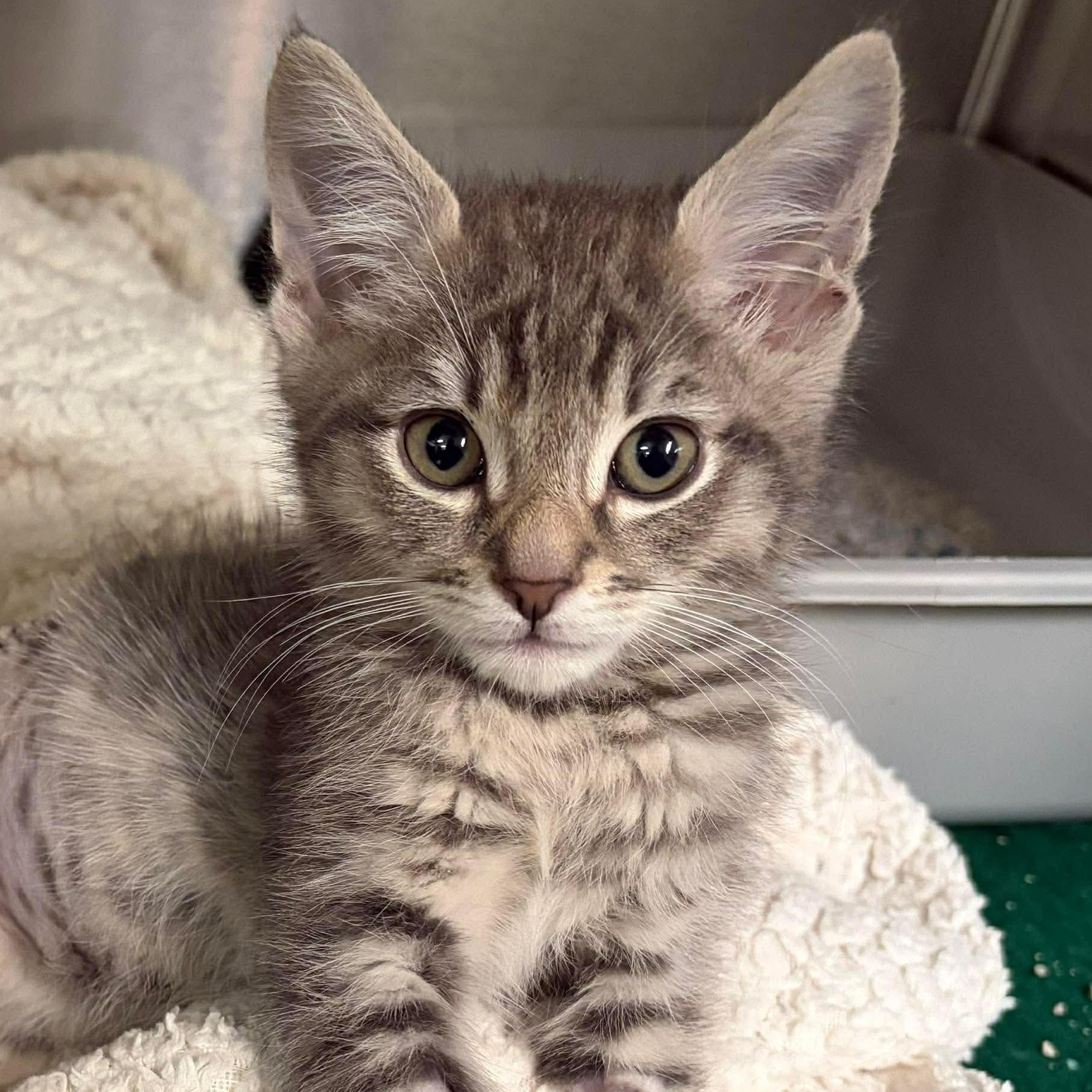 Buddy, ADOPTABLE, Kitten Male Domestic Short Hair.