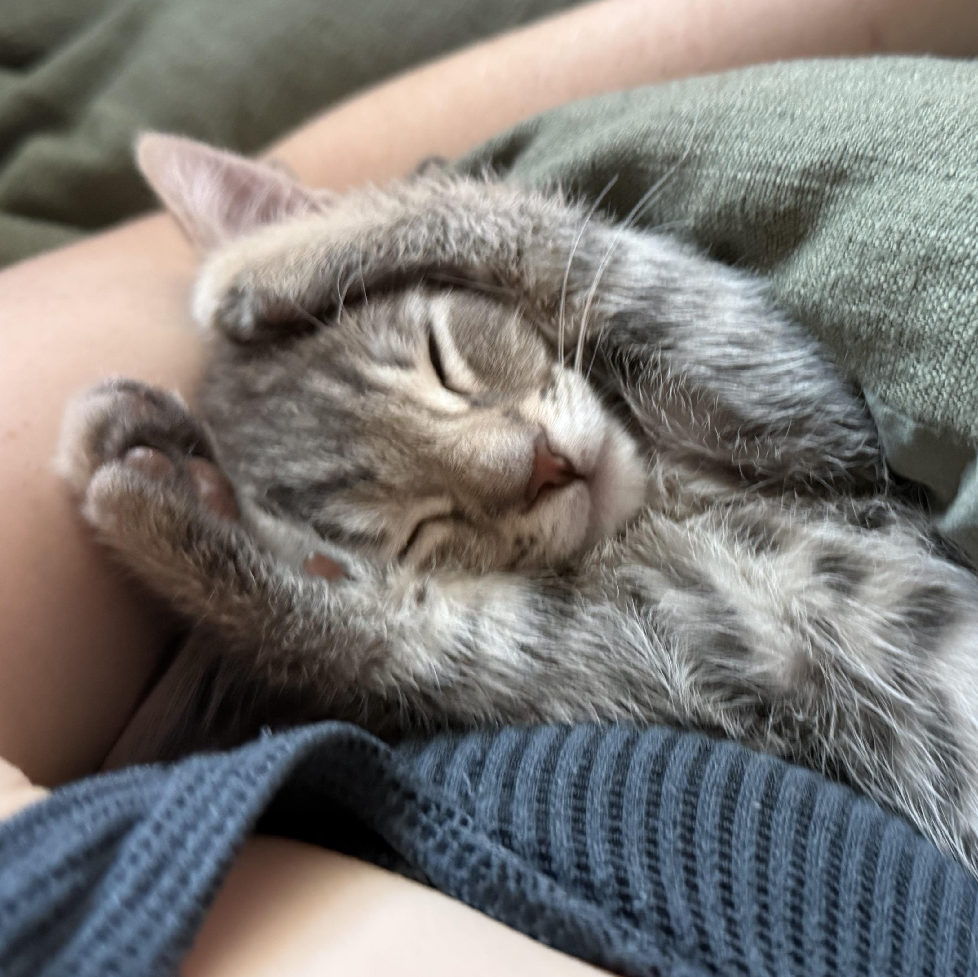 Enlarge Buddy, a ADOPTABLE Domestic Short Hair in San Diego, CA image 3/4