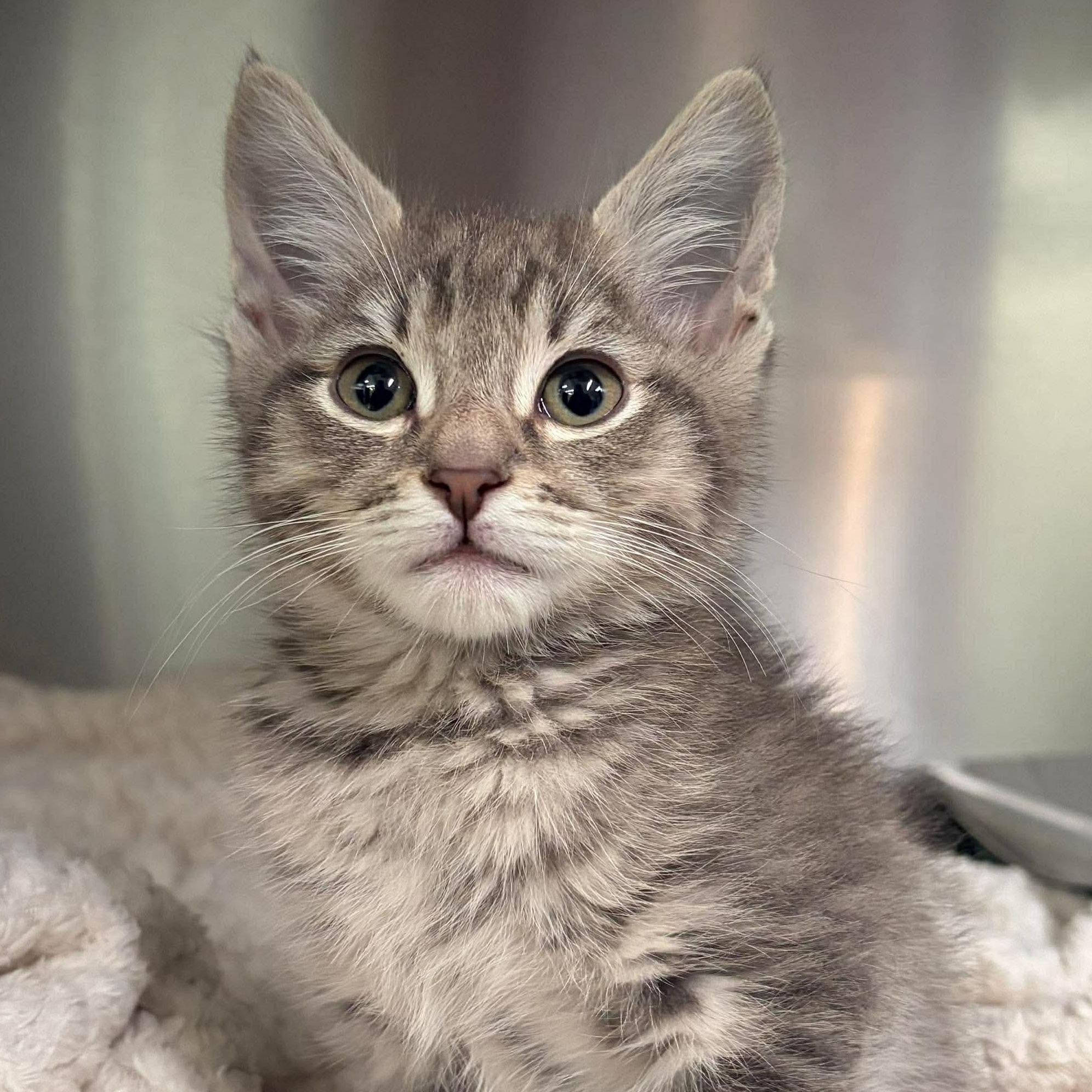 Enlarge Buddy, a ADOPTABLE Domestic Short Hair in San Diego, CA image 2/4
