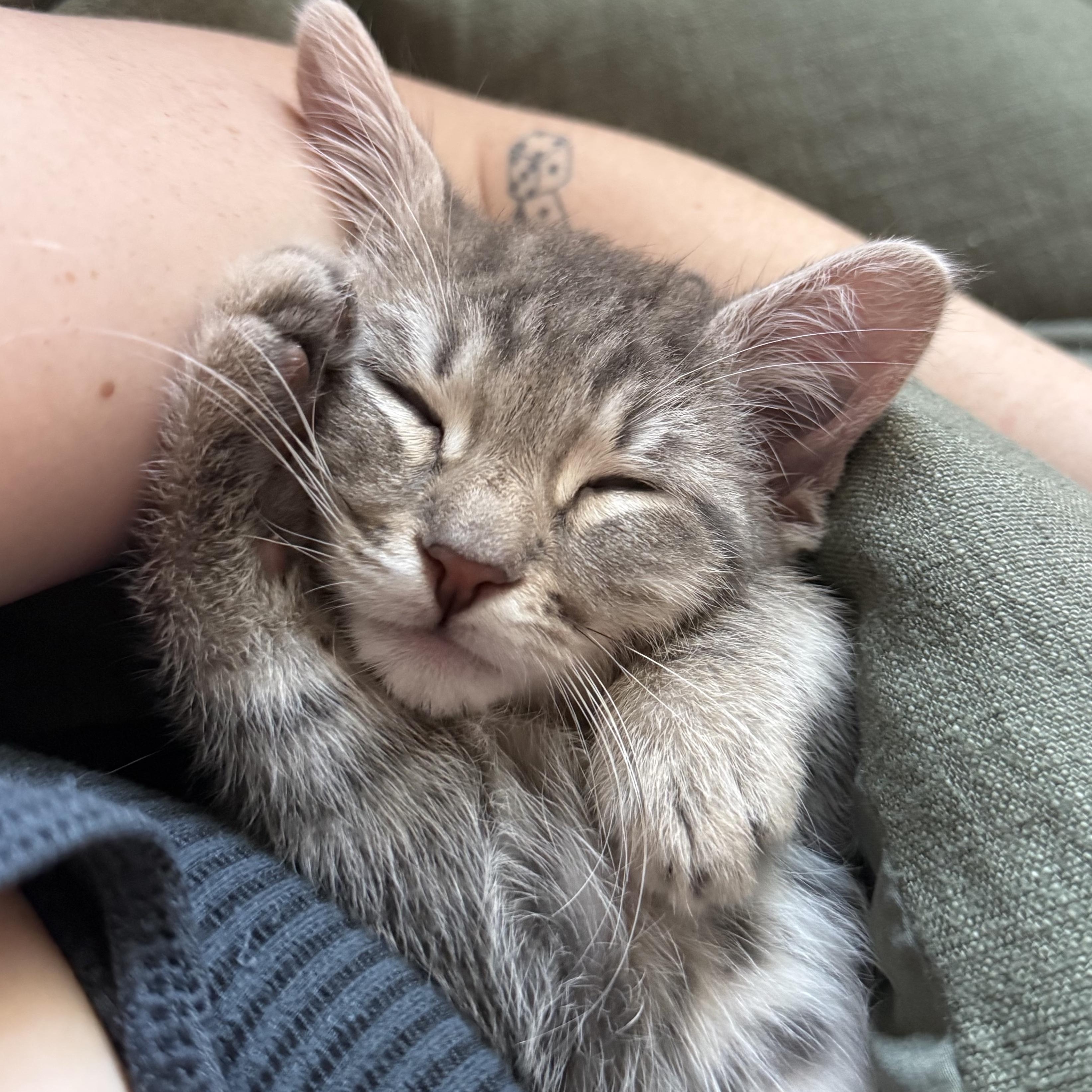 Enlarge Buddy, a ADOPTABLE Domestic Short Hair in San Diego, CA image 4/4