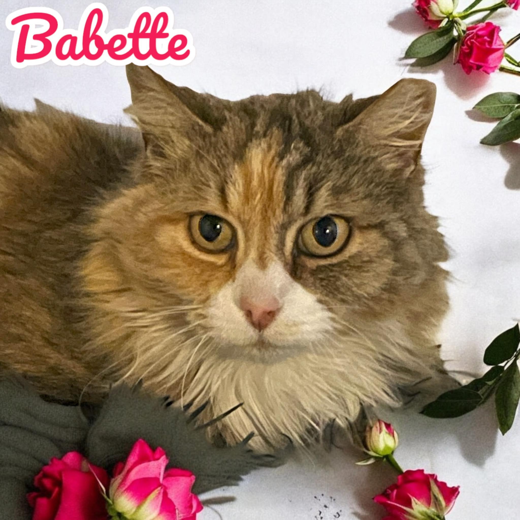Babette, a Adoptable Domestic Long Hair in Chuckey, TN image 1/2