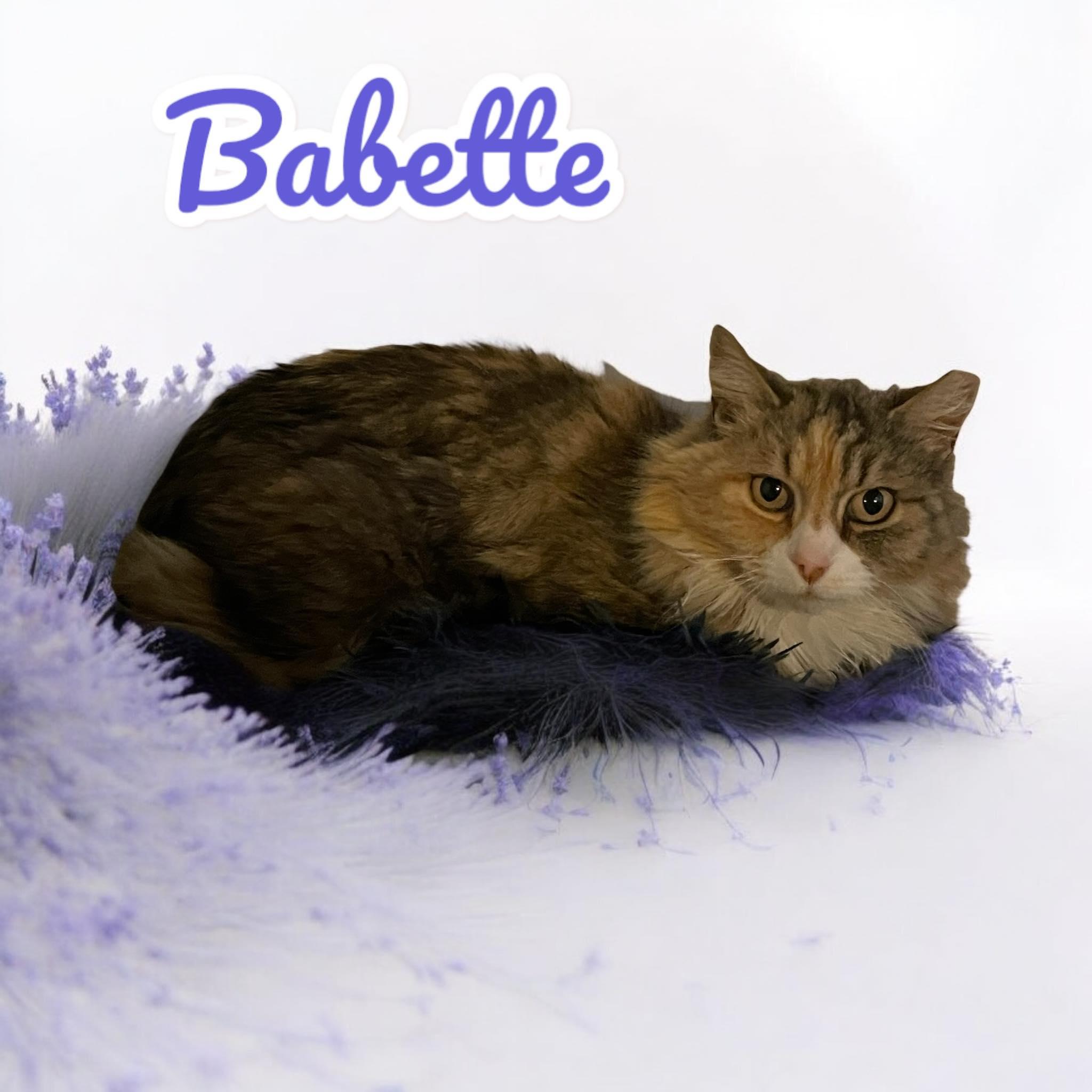 Babette, a Adoptable Domestic Long Hair in Chuckey, TN image 2/2