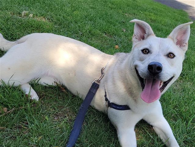 Enlarge DAISY, a Adoptable mixed breed in Santa Rosa, CA image 1/1