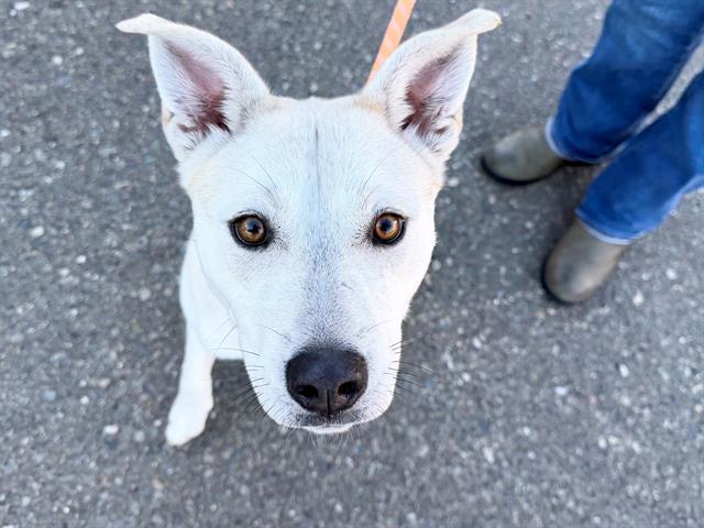 Enlarge DAISY, a Adoptable mixed breed in Santa Rosa, CA image 1/1