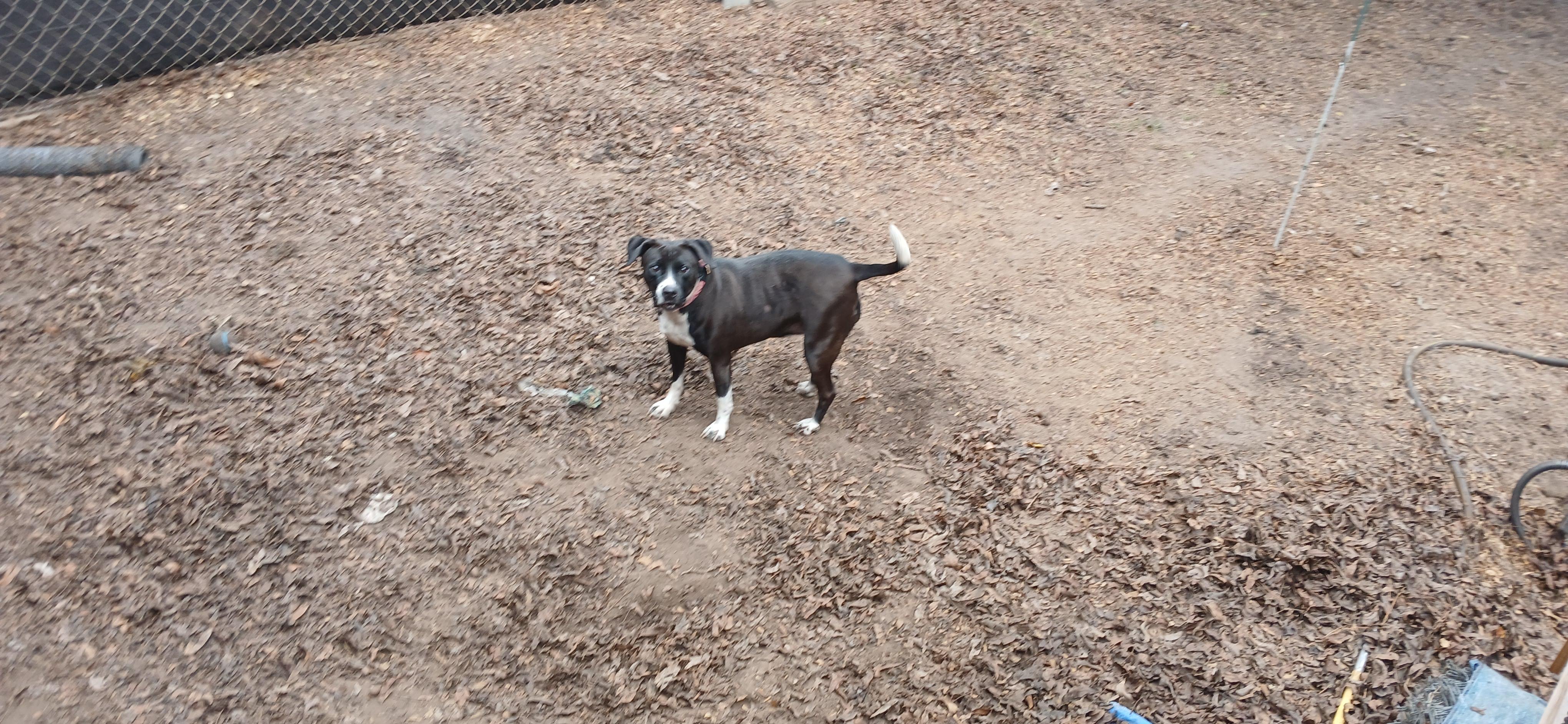Lucy Lu, Adoptable, Adult Female Terrier.