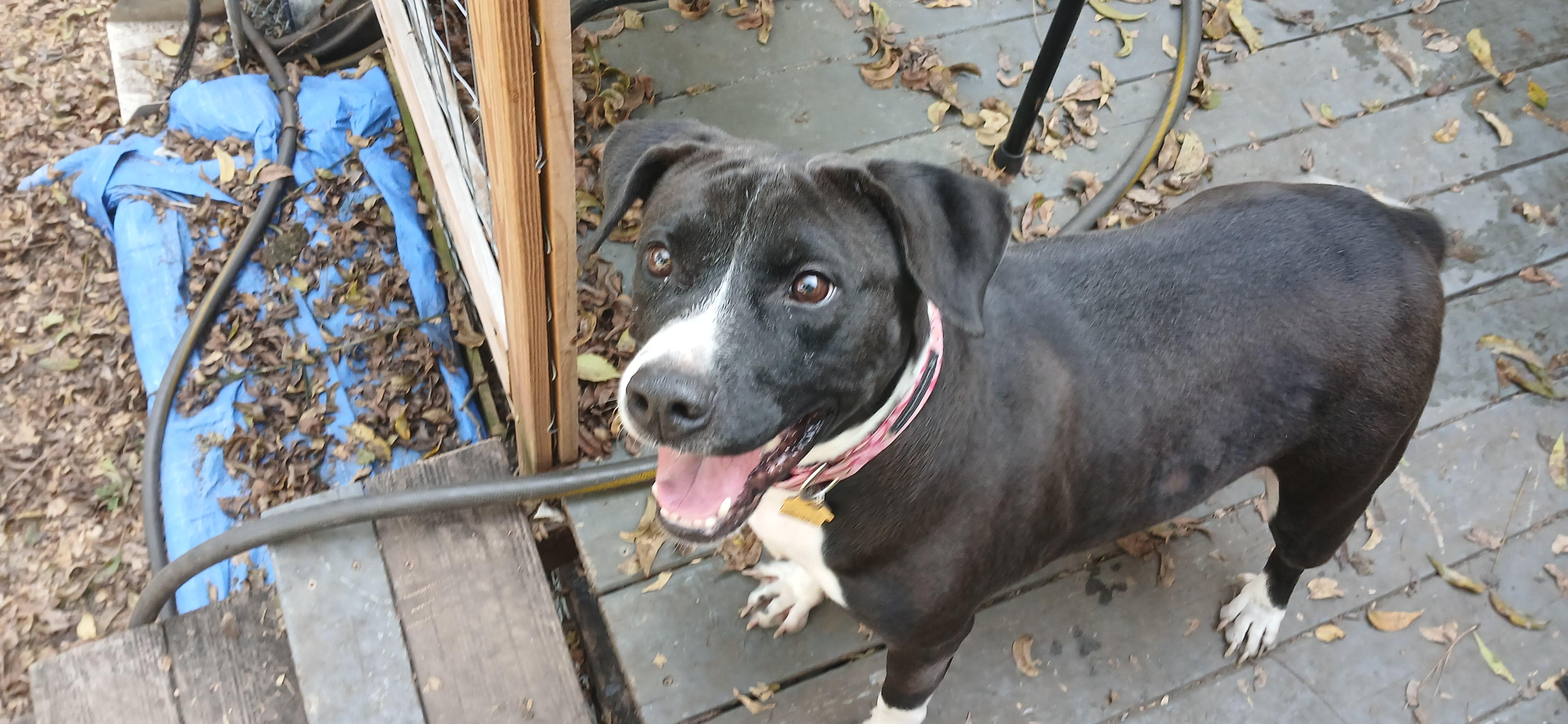 Lucy Lu, a Adoptable mixed breed in Centerville, GA image 2/5
