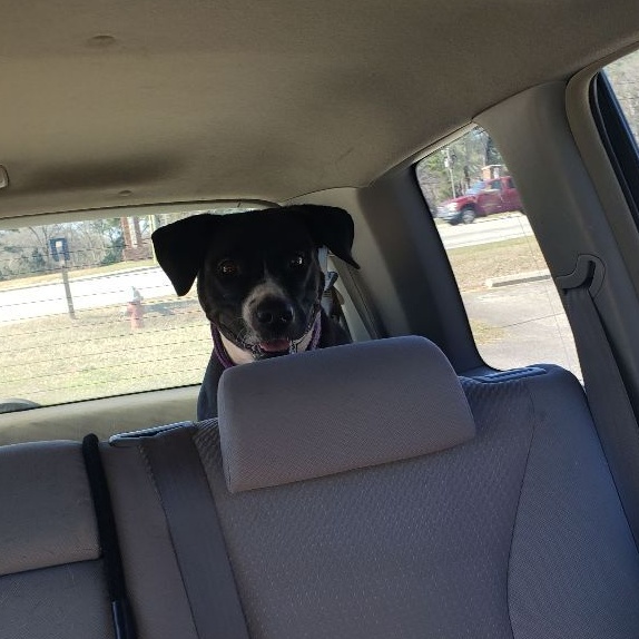 Lucy Lu, a Adoptable mixed breed in Centerville, GA image 3/5