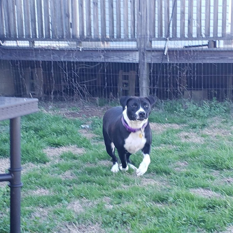 Lucy Lu, a Adoptable mixed breed in Centerville, GA image 4/5