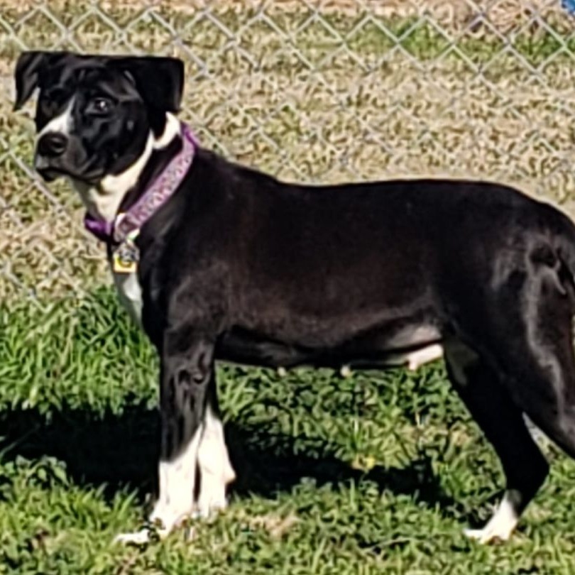 Lucy Lu, a Adoptable mixed breed in Centerville, GA image 5/5