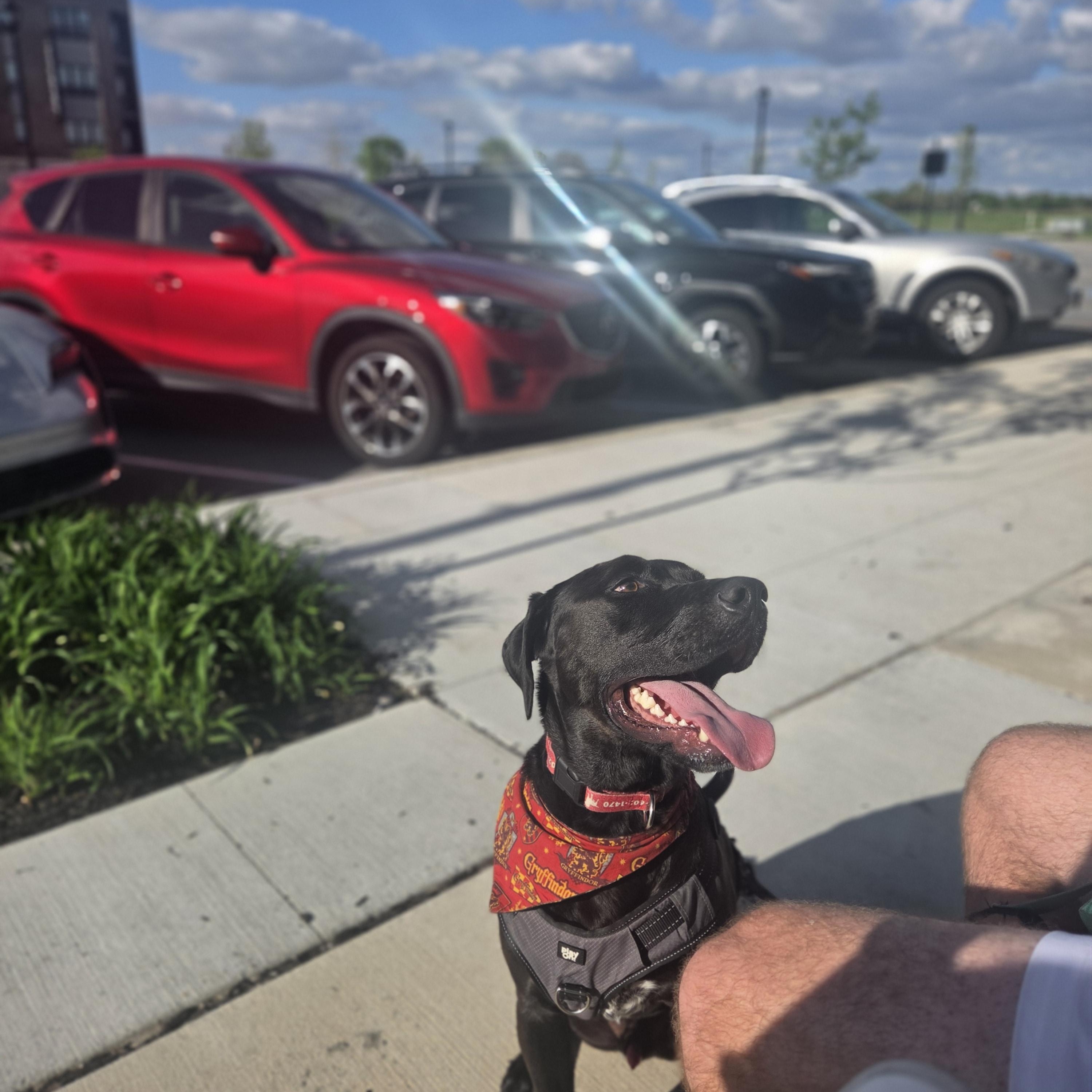 Henry, a Adoptable Labrador Retriever in Indianapolis, IN image 3/5