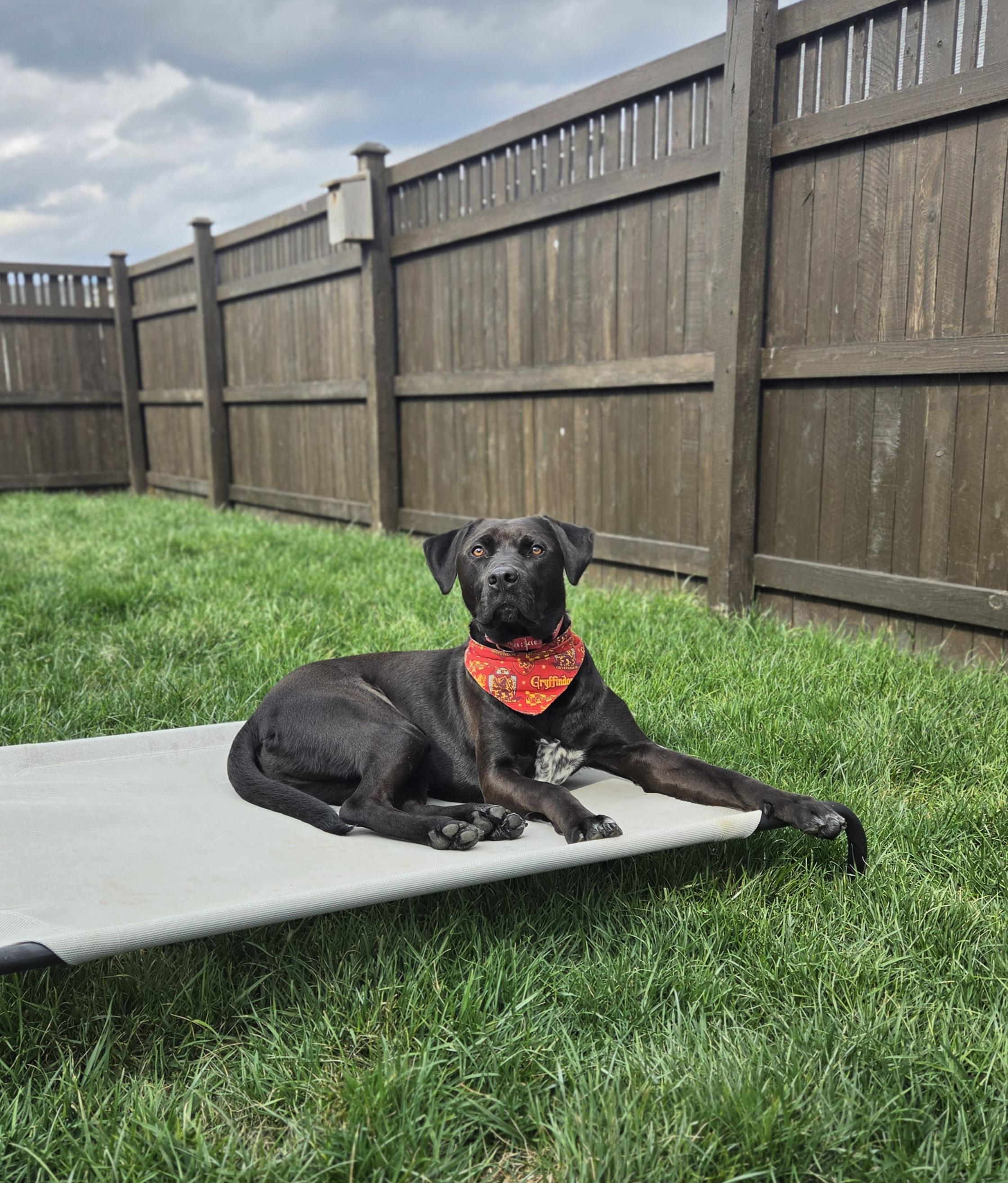 Henry, a Adoptable Labrador Retriever in Indianapolis, IN image 4/5