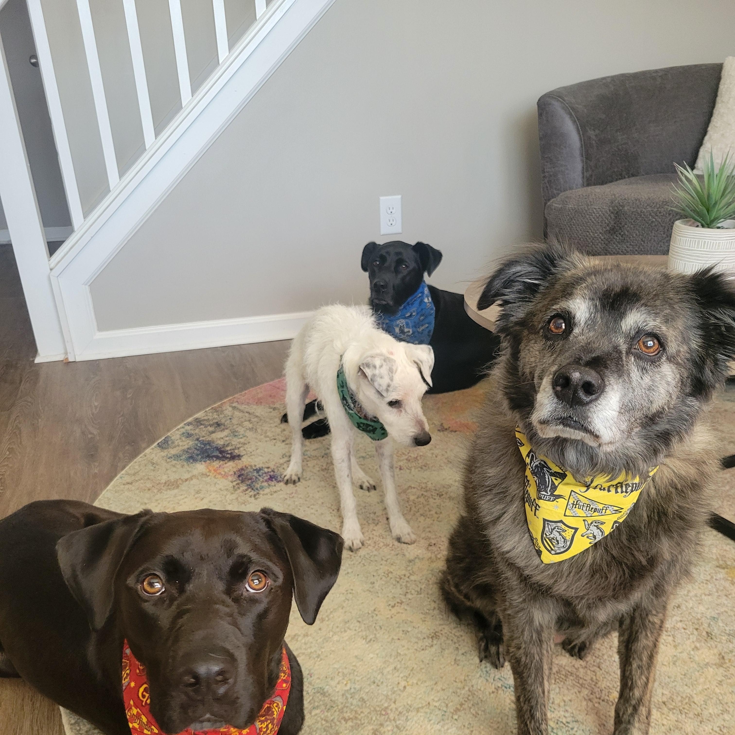 Henry, a Adoptable Labrador Retriever in Indianapolis, IN image 5/5