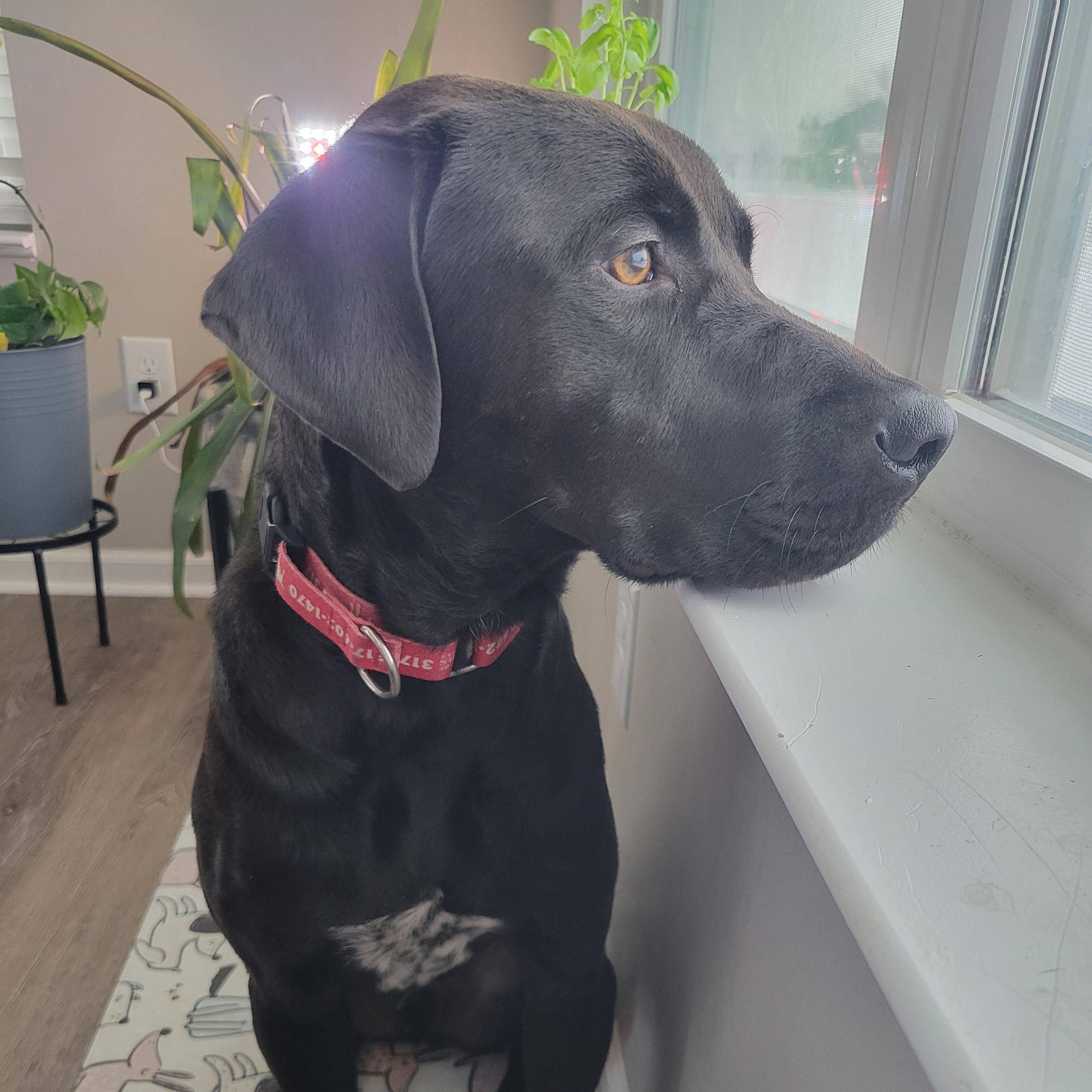 Henry, a Adoptable Labrador Retriever in Indianapolis, IN image 2/5