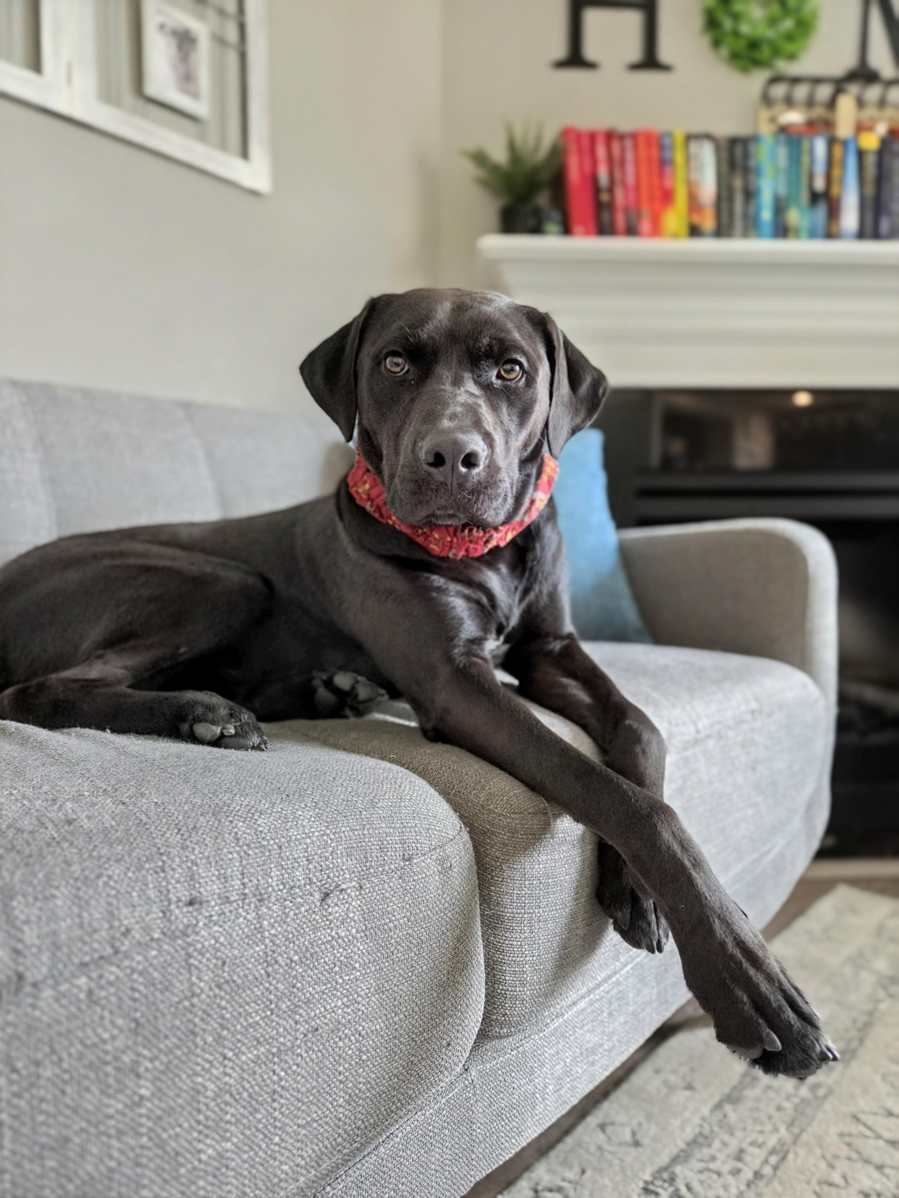 Henry, Adoptable, Young Male Labrador Retriever.